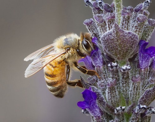 l'abeille.jpg